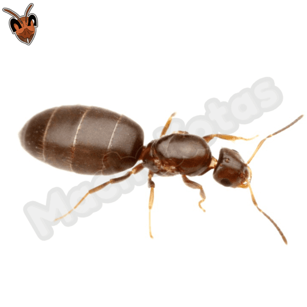 Brachymyrmex Heeri | Machekotas