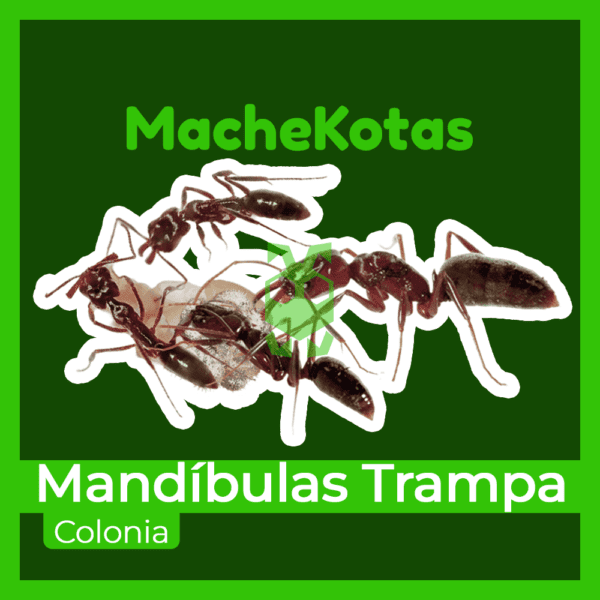 Hormiga Mandíbula Trampa - Imagen 3