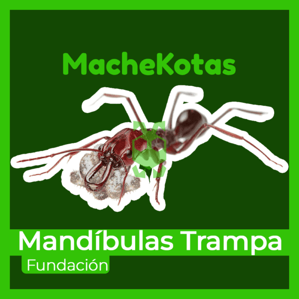 Hormiga Mandíbula Trampa - Imagen 4