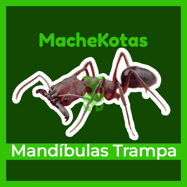 Hormiga Mandíbula Trampa