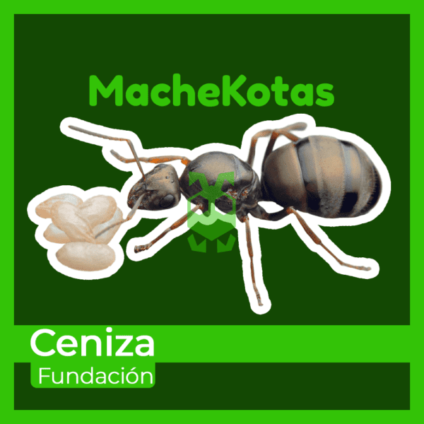 Formica Cinerea (Hormiga de la Ceniza) - Imagen 2