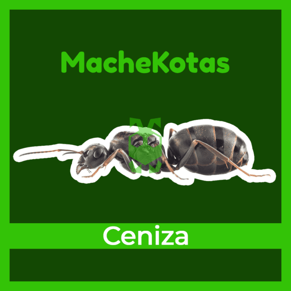 Formica Cinerea (Hormiga de la Ceniza)