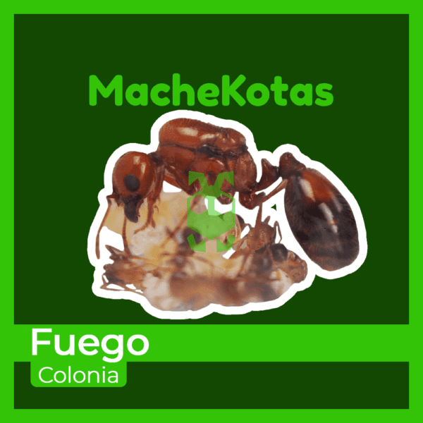 Hormiga de Fuego - Imagen 3