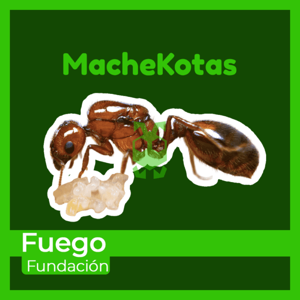 Hormiga de Fuego - Imagen 2