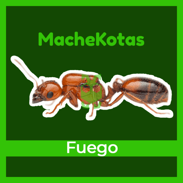 Hormiga de Fuego