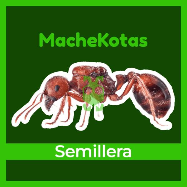 Hormiga Semillera