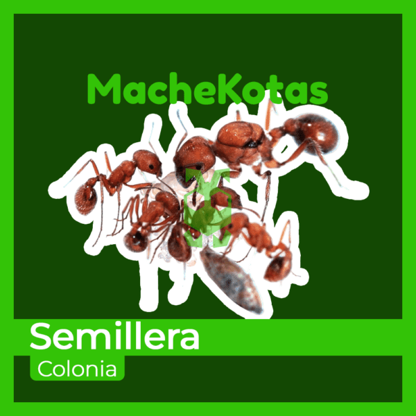 Hormiga Semillera - Imagen 4