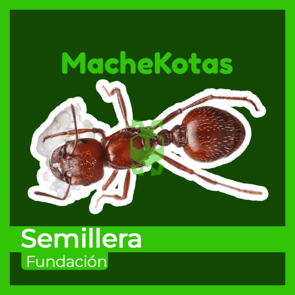 Hormiga Semillera - Imagen 3