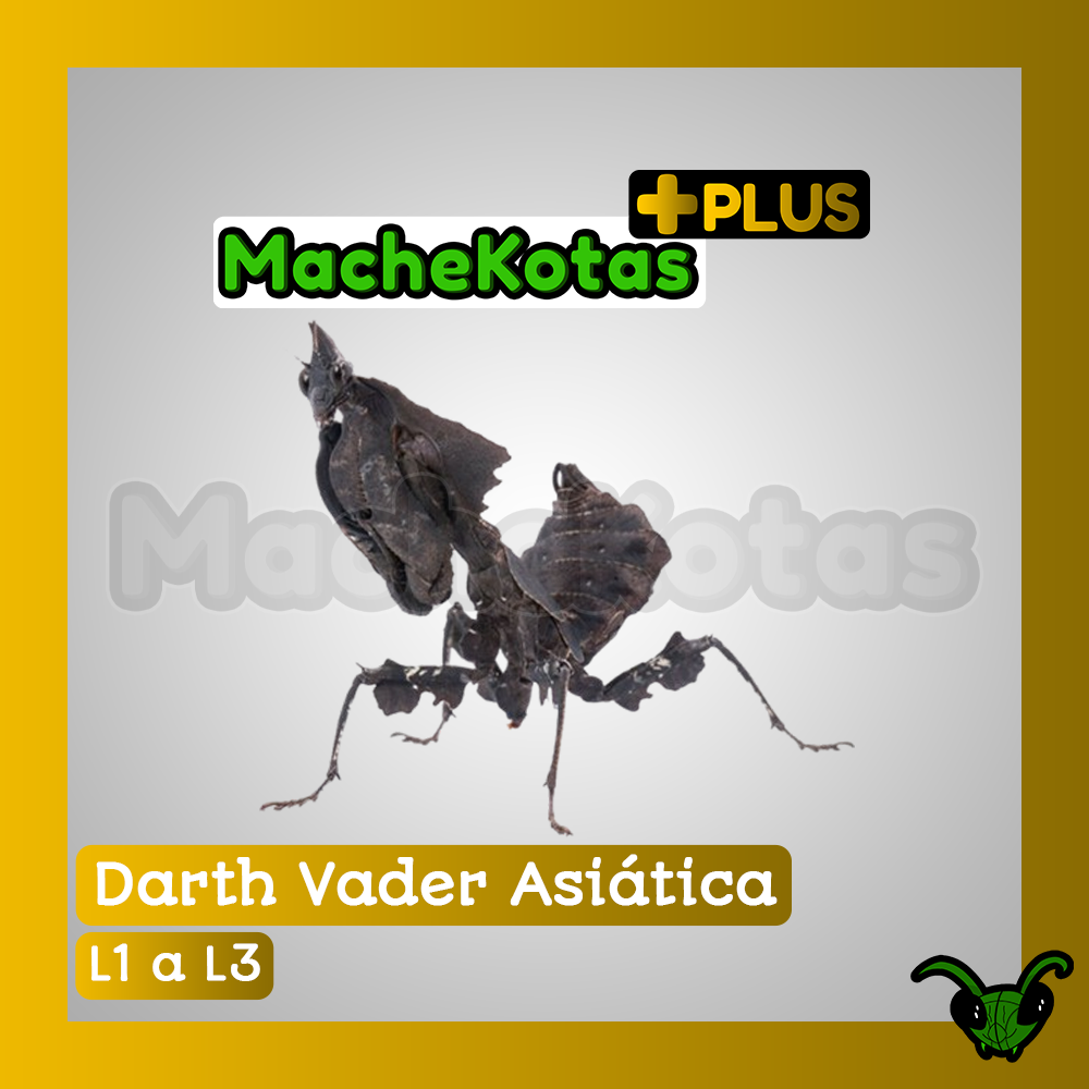Mantis Darth Vader Asiática | Machekotas