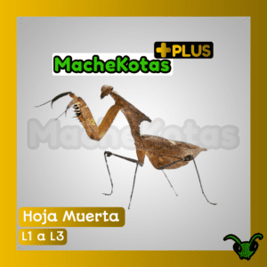 Mantis Hoja Muerta