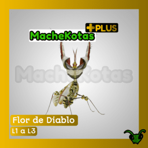 Mantis Flor del Diablo