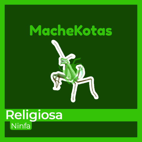 Mantis Religiosa (Campamocha)
