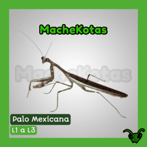 Mantis Palo Mexicana