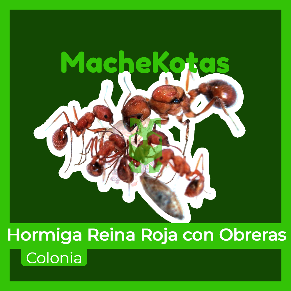 Paquete Soldado | Inicia Tu Colonia de Hormigas - Imagen 5