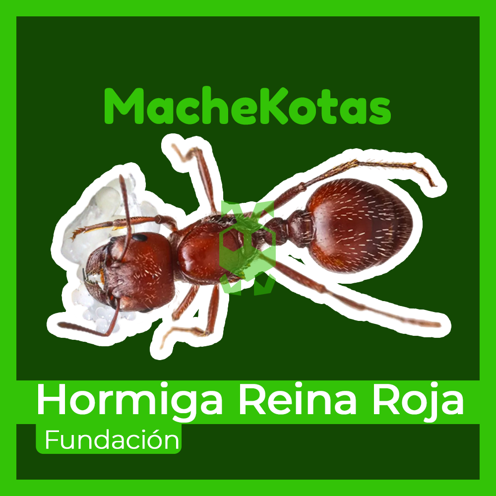 Paquete Soldado | Inicia Tu Colonia de Hormigas - Imagen 4