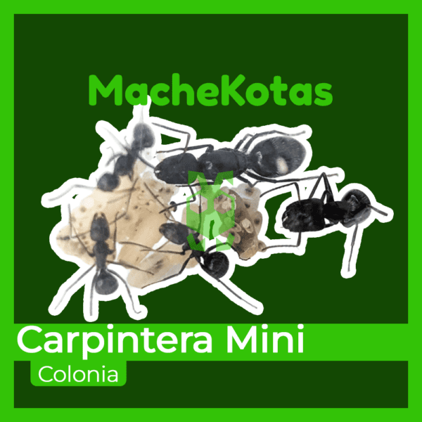 Hormiga Carpintera Mini - Imagen 3