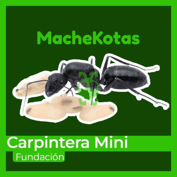Hormiga Carpintera Mini - Imagen 4