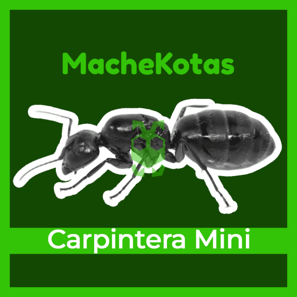 Hormiga Carpintera Mini
