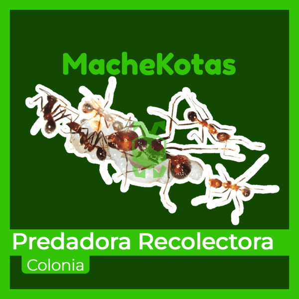 Hormiga Predadora Recolectora - Imagen 4