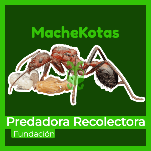Hormiga Predadora Recolectora - Imagen 3