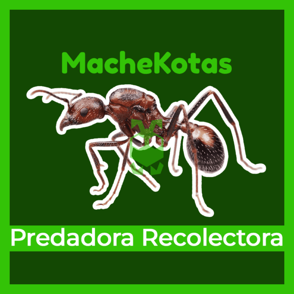 Hormiga Predadora Recolectora