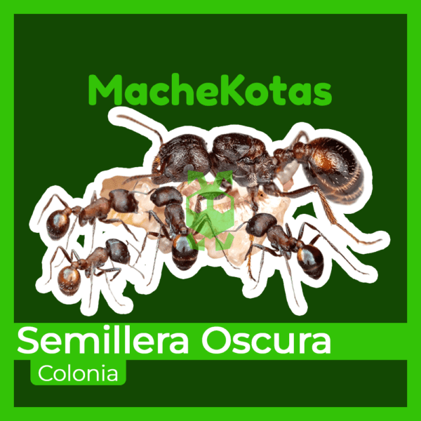 Hormiga Semillera Obscura - Imagen 4
