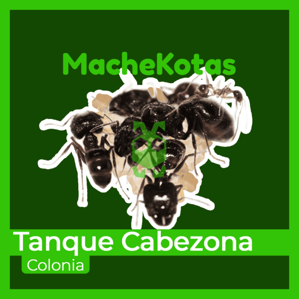 Hormiga Tanque cabezona - Imagen 3