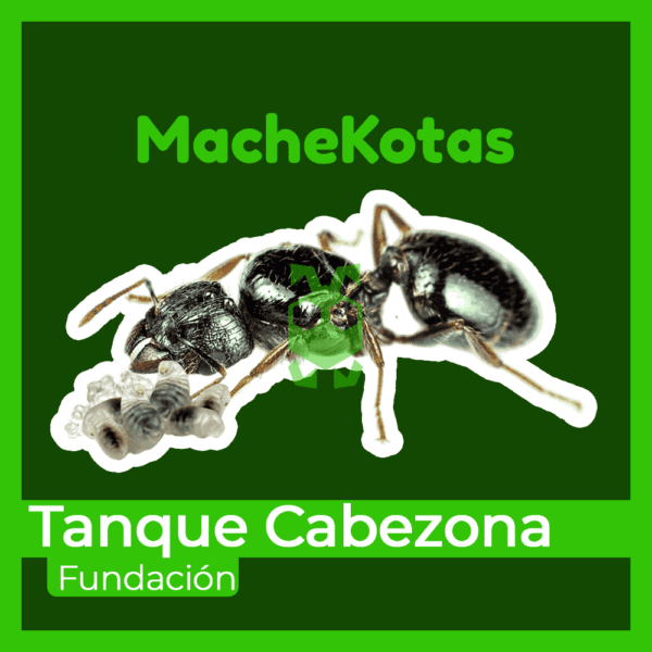 Hormiga Tanque cabezona - Imagen 2