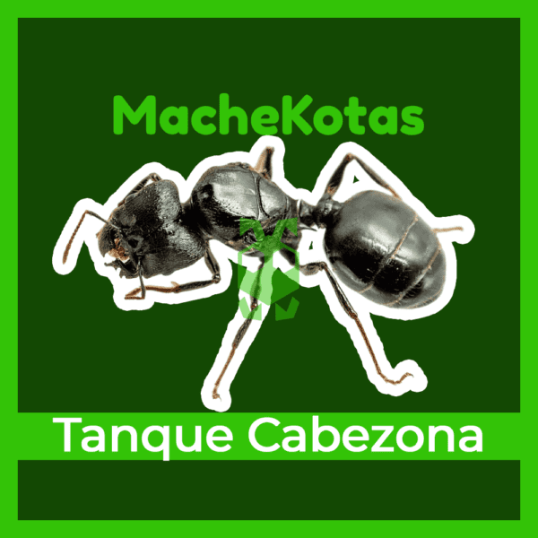 Hormiga Tanque cabezona