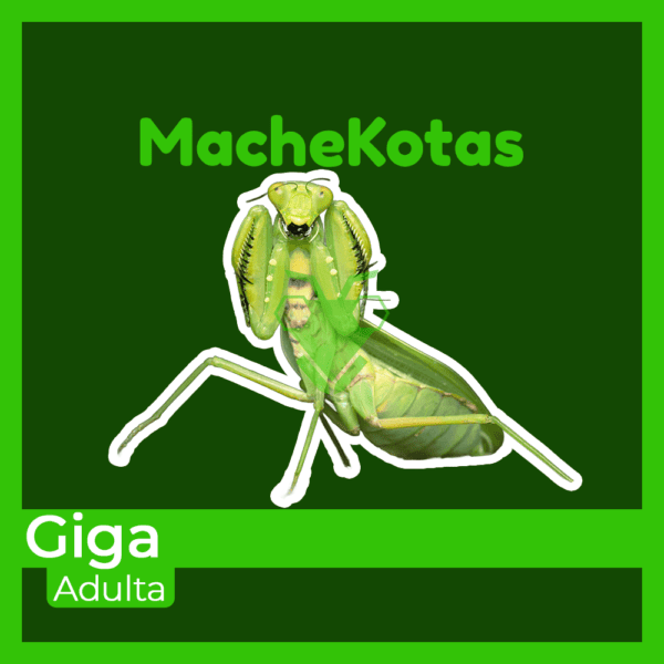 Mantis Giga Adulta