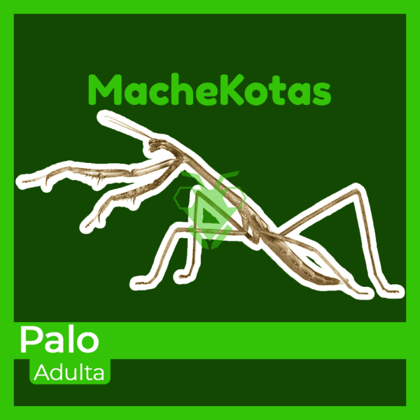 Mantis Palo Adulta