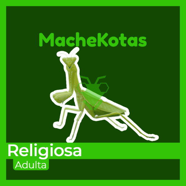 Mantis Religiosa Adulta (Campamocha)