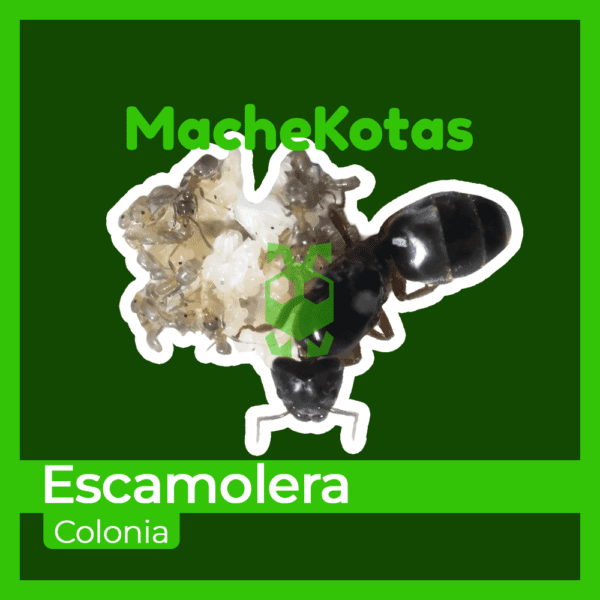 Hormiga Escamolera Colonia