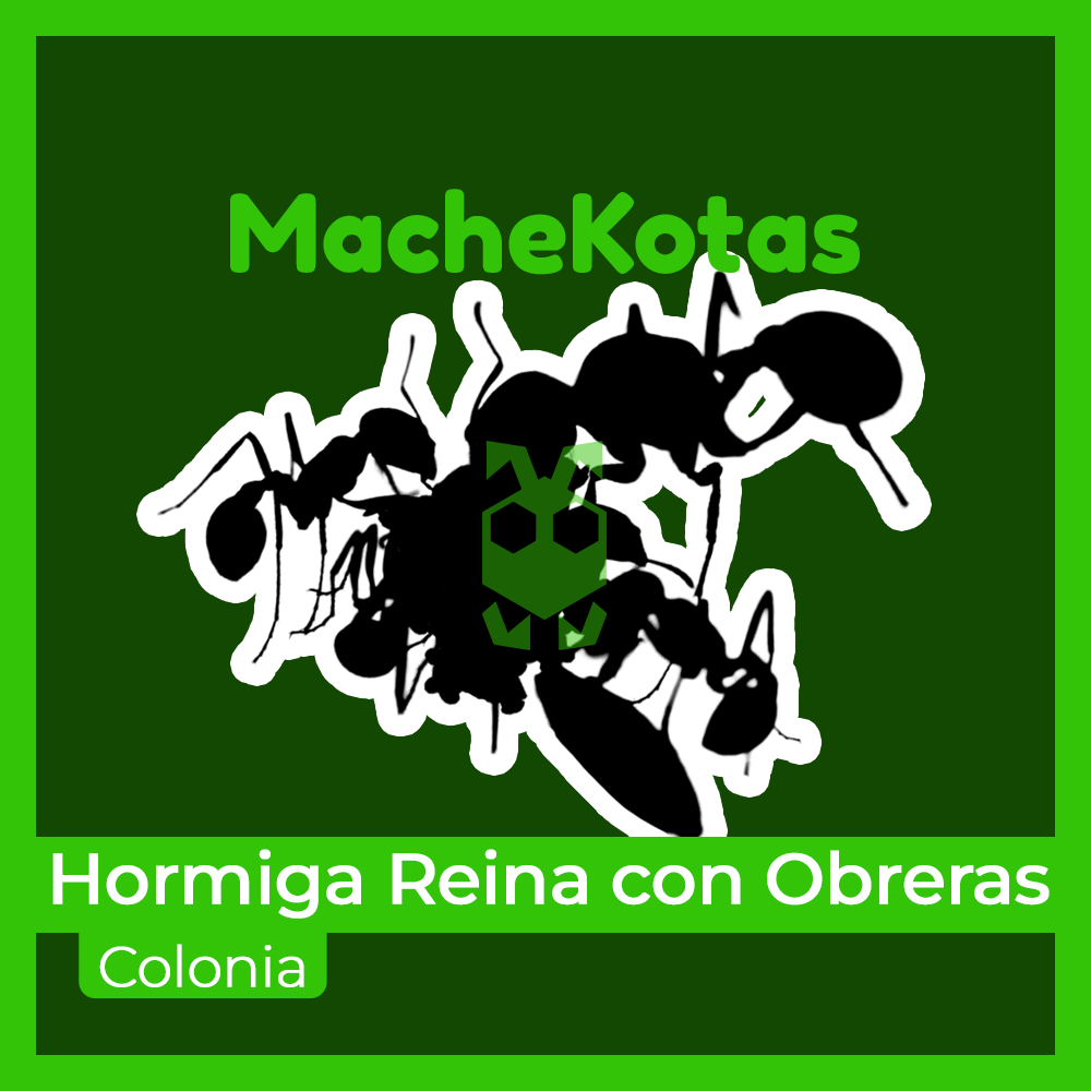 Colonia de Hormigas